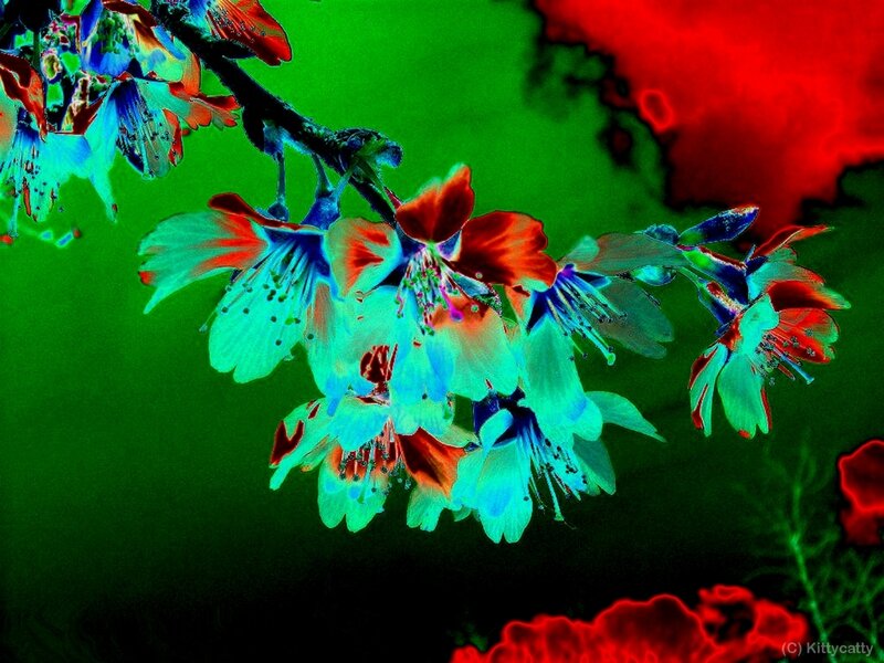 Cherry Blossoms on Branch — Green