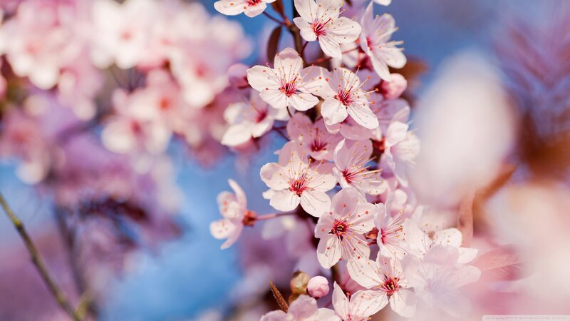 Cherry Blossoms on Branch — Pink, Blue