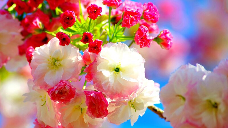 Cherry Blossoms on Branch — Pink, Bright