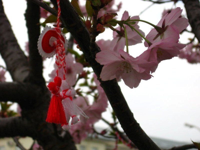 Cherry Blossoms on Branch — Pink, Calm