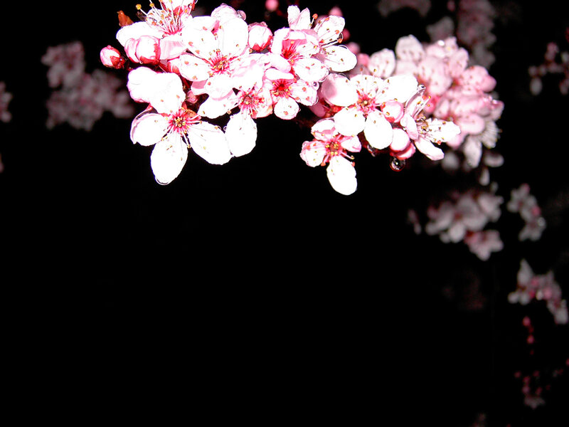 Cherry Blossoms on Branch — Pink, Dramatic, Night