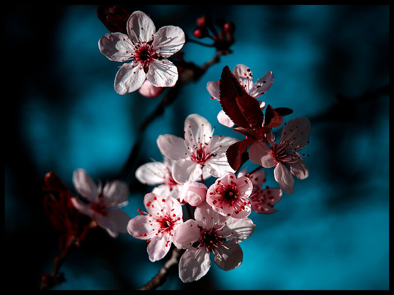 Cherry Blossoms on Branch — Pink, Dramatic, Spring