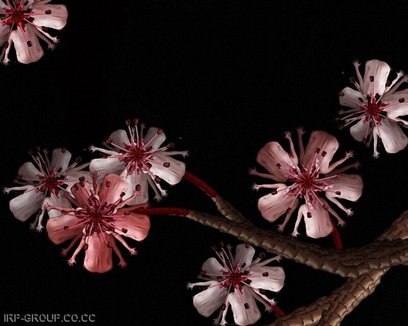 Cherry Blossoms on Branch — Pink, Dramatic