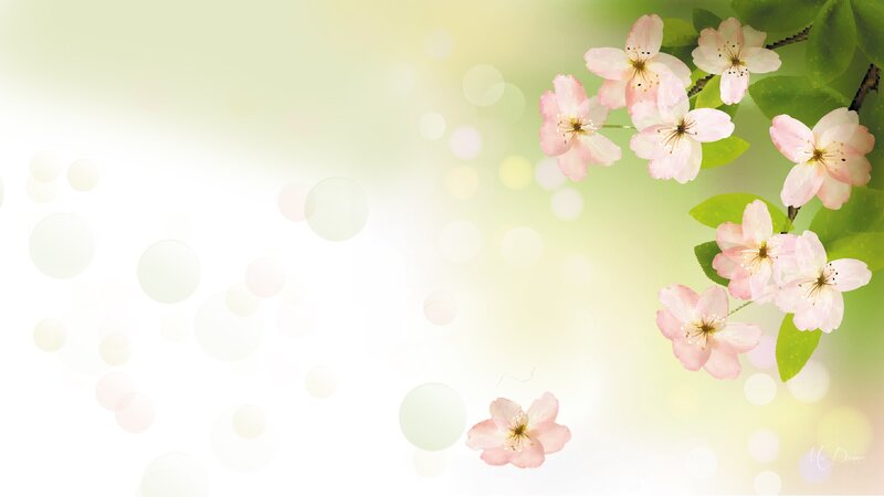 Cherry Blossoms on Branch — Pink, Serene, Spring, Digital Art, Flowers