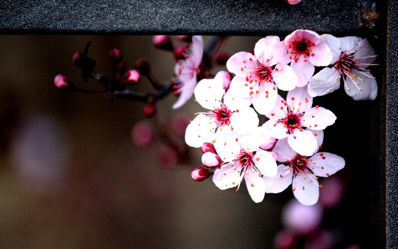 Cherry Blossoms on Branch — Pink, Serene, Spring, Photograph, Background