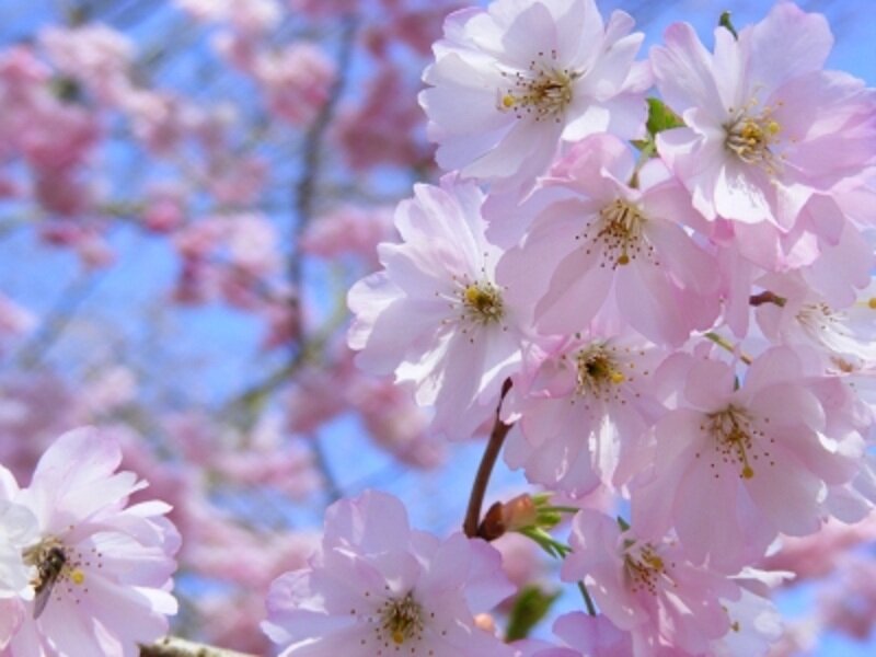 Cherry Blossoms on Branch — Pink, Serene, Spring, Photograph, Bee