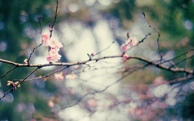 Cherry Blossoms on Branch — Pink, Serene, Spring, Photograph, Bokeh