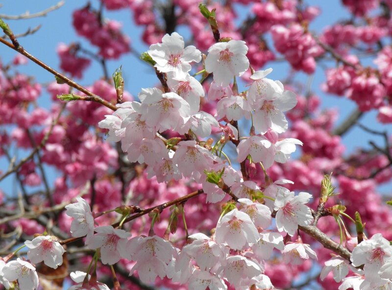 Cherry Blossoms on Branch — Pink, Serene, Spring, Photograph, Branches