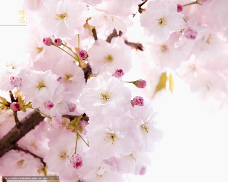 Cherry Blossoms on Branch — Pink, Serene, Spring, Photograph, Buds