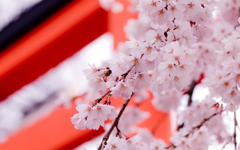 Cherry Blossoms on Branch — Pink, Serene, Spring, Photograph, Building, Flowers