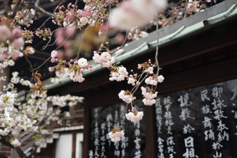 Cherry Blossoms on Branch — Pink, Serene, Spring, Photograph, Building, Signage