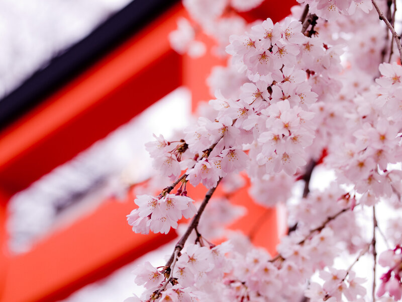 Cherry Blossoms on Branch — Pink, Serene, Spring, Photograph, Building