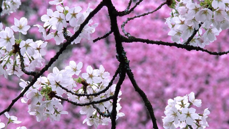 Cherry Blossoms on Branch — Pink, Serene, Spring, Photograph, Flowers, Bloom, White