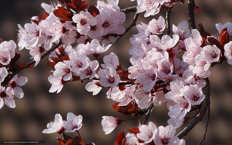 Cherry Blossoms on Branch — Pink, Serene, Spring, Photograph, Flowers, Branches, Leaves