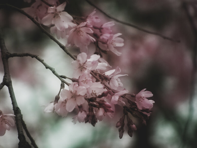 Cherry Blossoms on Branch — Pink, Serene, Spring, Photograph, Flowers, Buds, Green