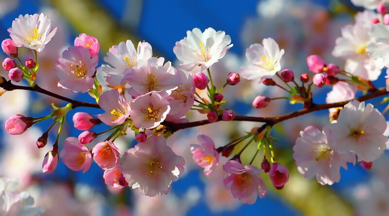 Cherry Blossoms on Branch — Pink, Serene, Spring, Photograph, Flowers, Buds, Sky