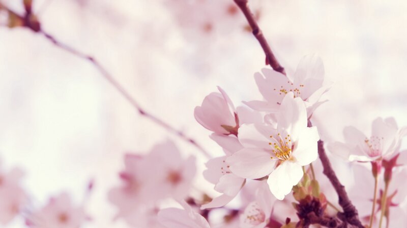 Cherry Blossoms on Branch — Pink, Serene, Spring, Photograph, Flowers, Buds, White, Brown