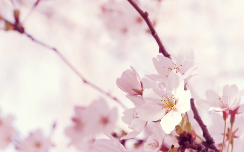 Cherry Blossoms on Branch — Pink, Serene, Spring, Photograph, Flowers, Buds, White