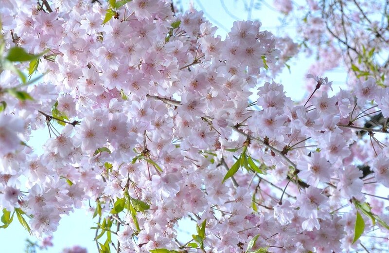 Cherry Blossoms on Branch — Pink, Serene, Spring, Photograph, Flowers, Leaves, Sky