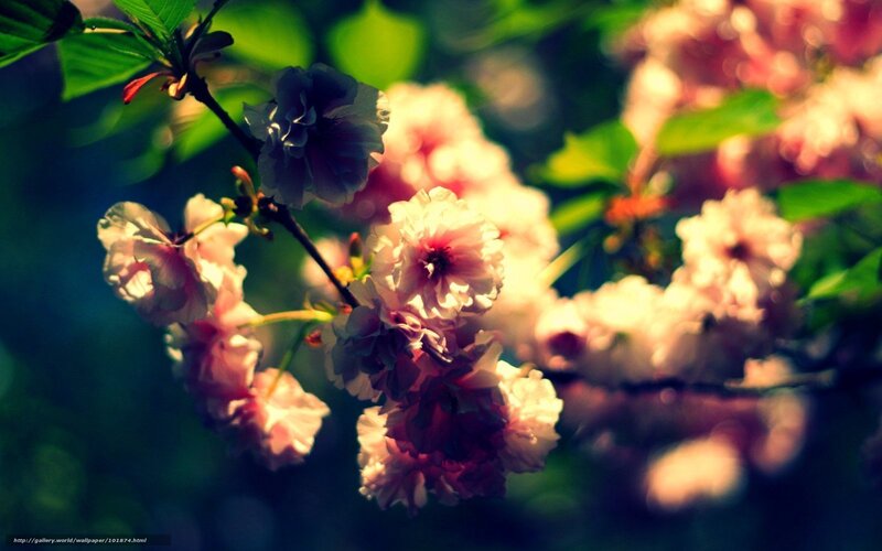 Cherry Blossoms on Branch — Pink, Serene, Spring, Photograph, Flowers, Leaves