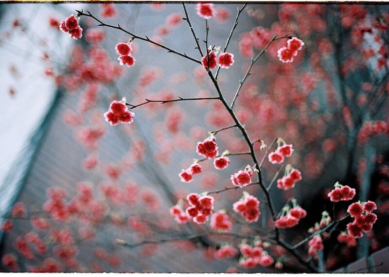 Cherry Blossoms on Branch — Pink, Serene, Spring, Photograph, Flowers, Roof