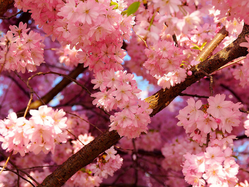 Cherry Blossoms on Branch — Pink, Serene, Spring, Photograph, Flowers, Sky