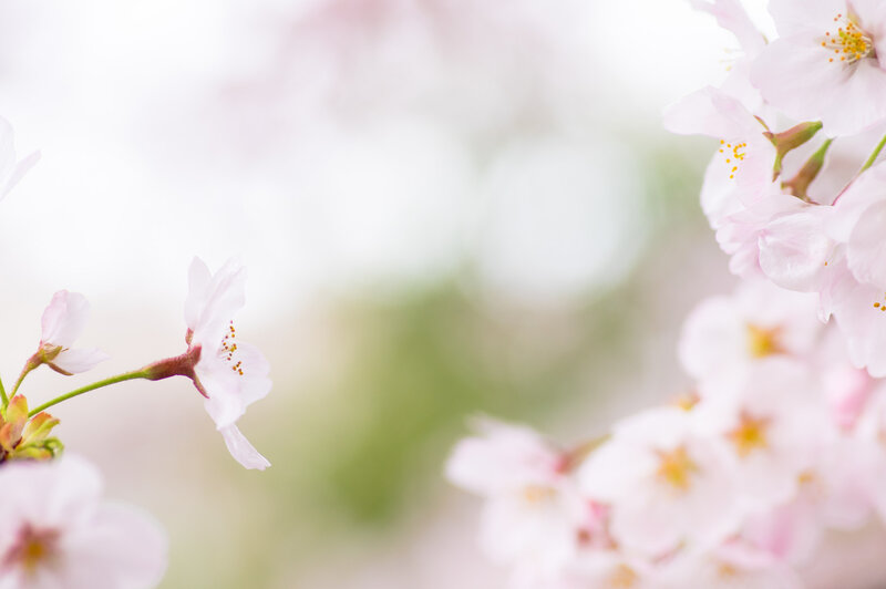 Cherry Blossoms on Branch — Pink, Serene, Spring, Photograph, Flowers, Stamen
