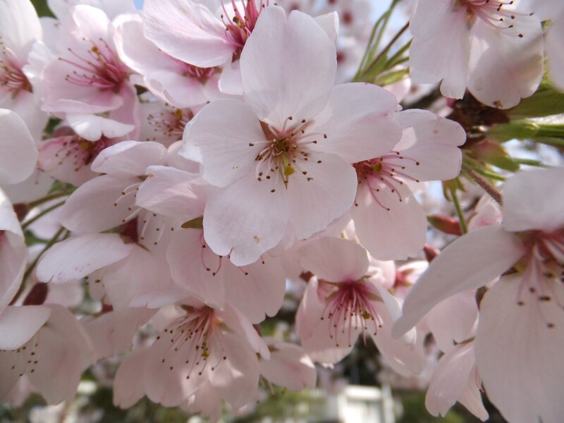 Cherry Blossoms on Branch — Pink, Serene, Spring, Photograph, Flowers, Stamen, White