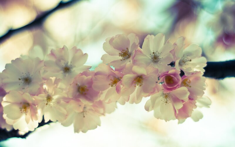 Cherry Blossoms on Branch — Pink, Serene, Spring, Photograph, Flowers, Sunlight, White, Green