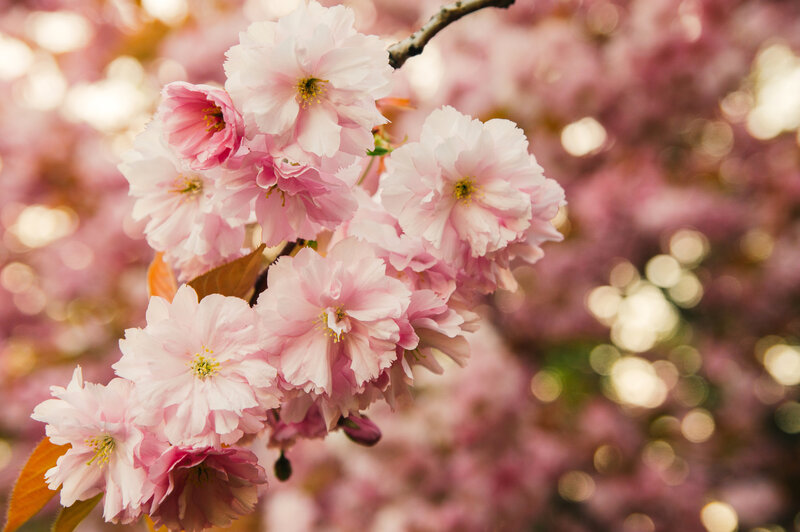 Cherry Blossoms on Branch — Pink, Serene, Spring, Photograph, Leaves, Bokeh