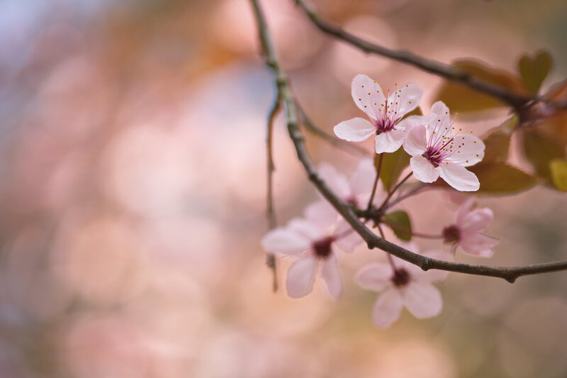 Cherry Blossoms on Branch — Pink, Serene, Spring, Photograph, Leaves, Flowers