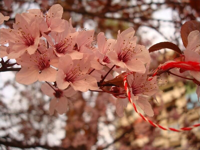 Cherry Blossoms on Branch — Pink, Serene, Spring, Photograph, Red String