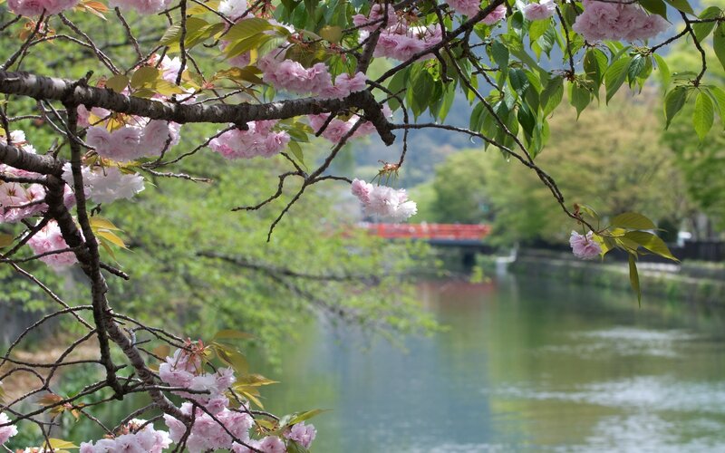Cherry Blossoms on Branch — Pink, Serene, Spring, Photograph, River, Bridge, Trees, Green