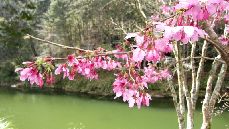 Cherry Blossoms on Branch — Pink, Serene, Spring, Photograph, River