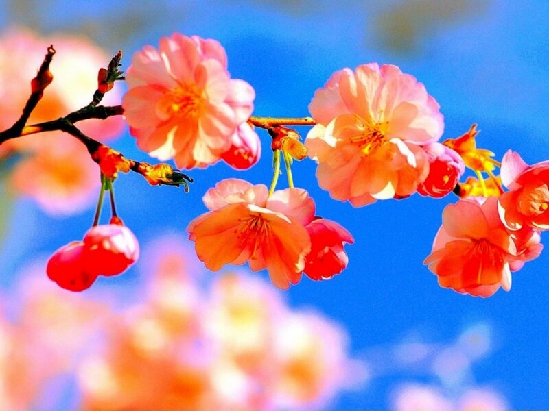 Cherry Blossoms on Branch — Pink, Serene, Spring, Photograph, Sky, Blossom, Blue