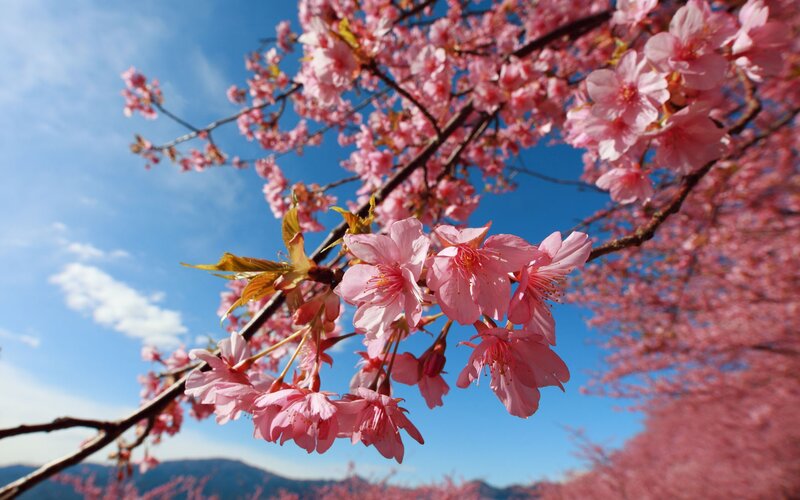 Cherry Blossoms on Branch — Pink, Serene, Spring, Photograph, Sky