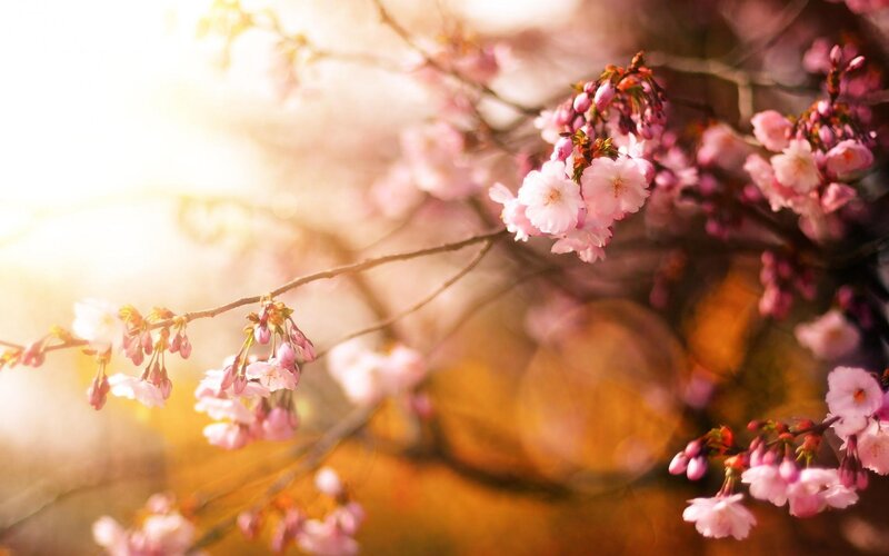 Cherry Blossoms on Branch — Pink, Serene, Spring, Photograph, Sunlight, Branches