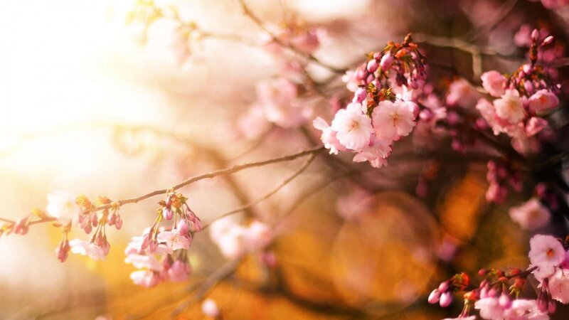Cherry Blossoms on Branch — Pink, Serene, Spring, Photograph, Sunlight