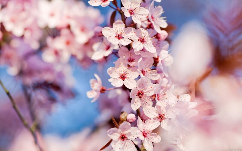 Cherry Blossoms on Branch — Pink, Serene, Spring, Photograph