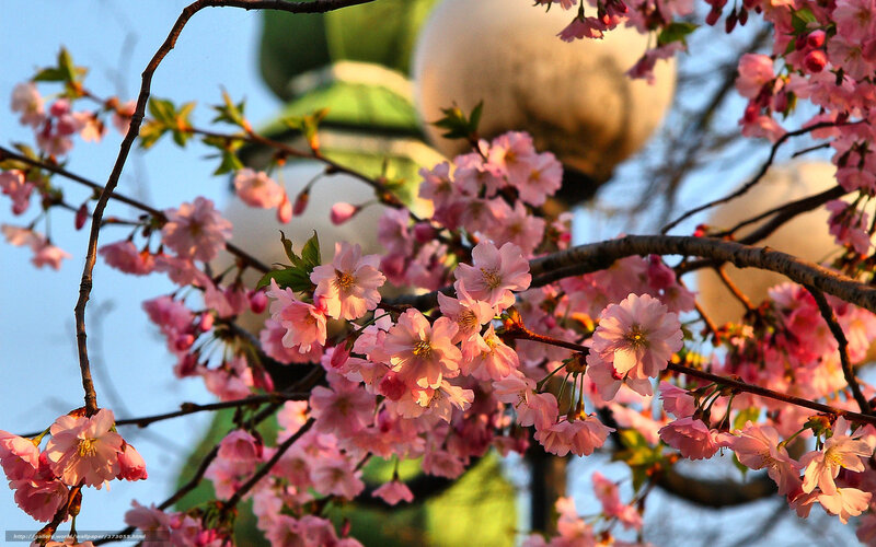 Cherry Blossoms on Branch — Pink, Serene, Spring, Photograph, Tree Branches