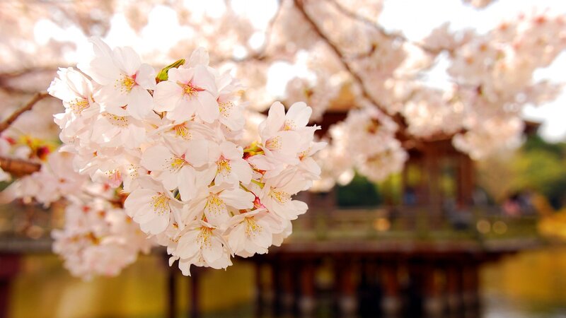 Cherry Blossoms on Branch — Pink, Serene, Spring, Photograph, Tree