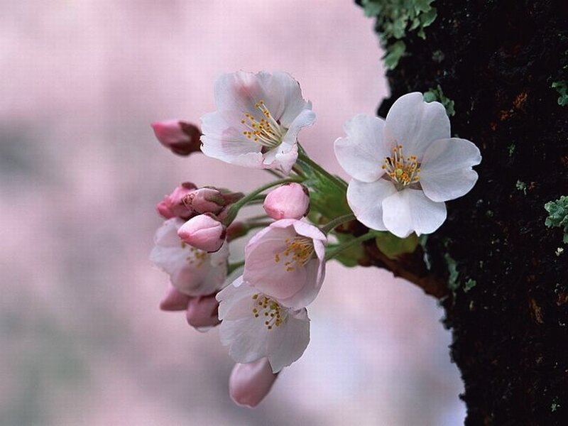 Cherry Blossoms on Branch — Pink, Serene, Spring, Photograph, Tree Trunk