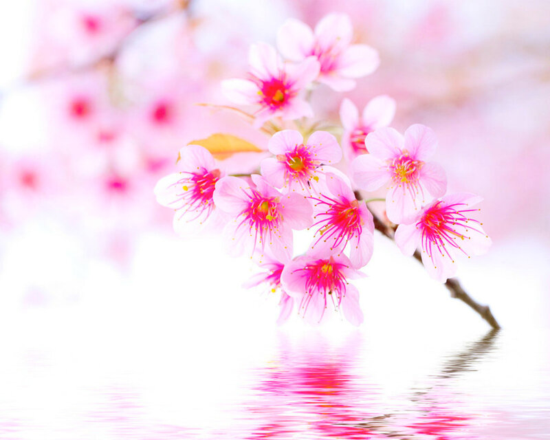 Cherry Blossoms on Branch — Pink, Serene, Spring, Photograph, Water, Reflection