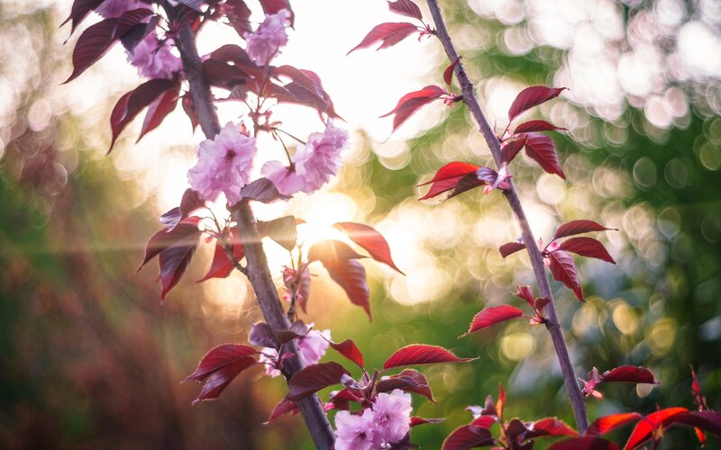 Cherry Blossoms on Branch — Pink, Serene, Sunset
