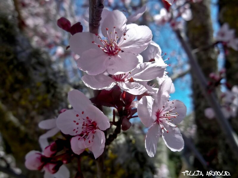 Cherry Blossoms on Branch — Pink, Serene
