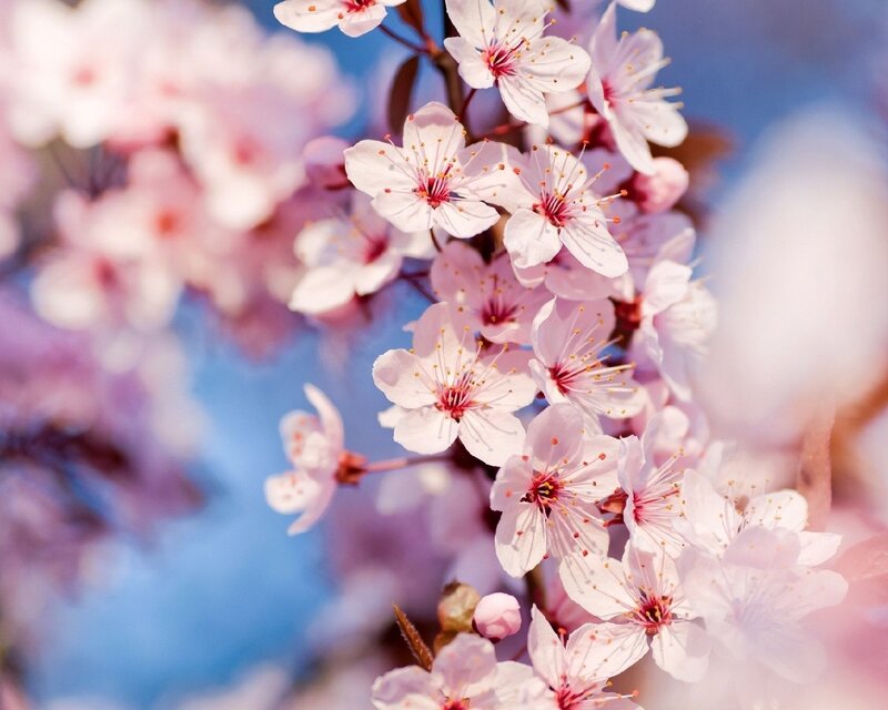 Cherry Blossoms on Branch — Pink, Sky