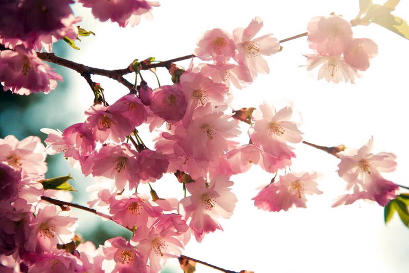 Cherry Blossoms on Branch — Pink