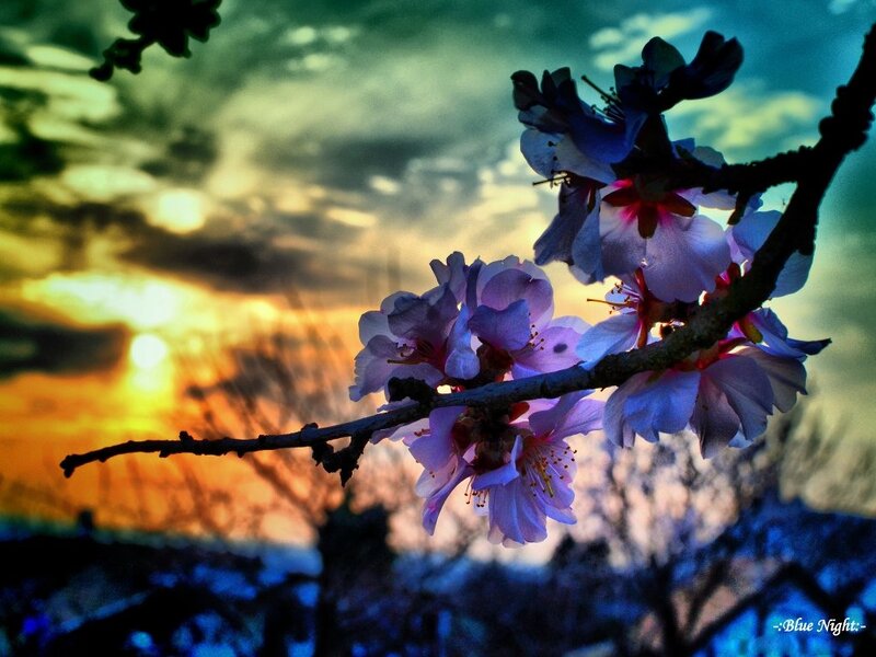 Cherry Blossoms on Branch — Purple, Dramatic