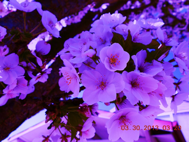 Cherry Blossoms on Branch — Purple, Dreamy