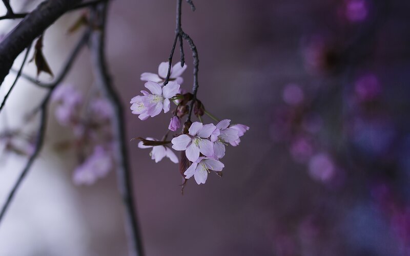 Cherry Blossoms on Branch — Purple, Serene, Spring